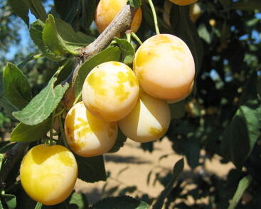 Mirabelka středně raná 'Nancyská'