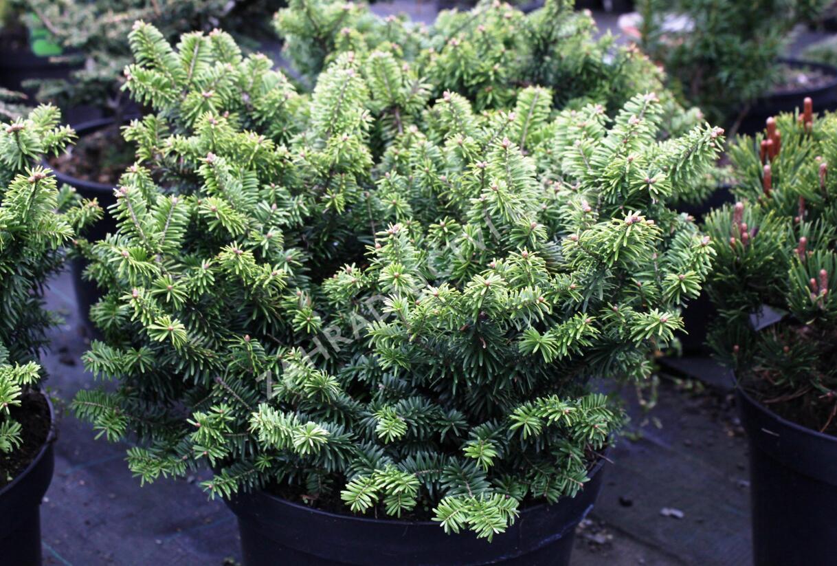 Jedle balzámová 'Nana' - Abies balsamea 'Nana'