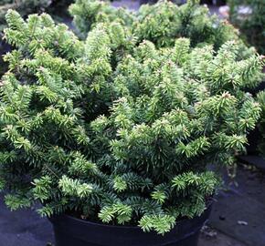 Jedle balzámová 'Nana' - Abies balsamea 'Nana'