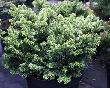 Jedle balzámová 'Nana'