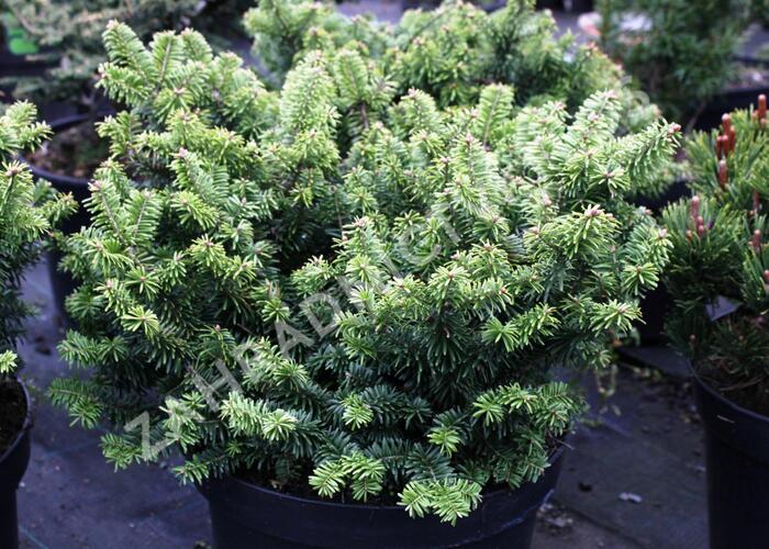 Jedle balzámová 'Nana' - Abies balsamea 'Nana'