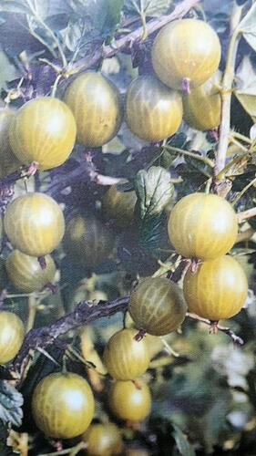 Angrešt žlutý 'Citrónový Obří' - Grossularia uva-crispa 'Citrónový Obří'