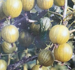 Angrešt žlutý 'Citrónový Obří'