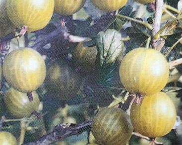 Angrešt žlutý 'Citrónový Obří'