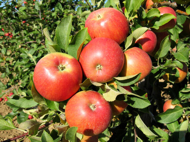 Jabloň zimní 'Šampion' - Malus domestica 'Šampion'