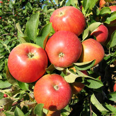 Jabloň zimní 'Šampion' - Malus domestica 'Šampion'