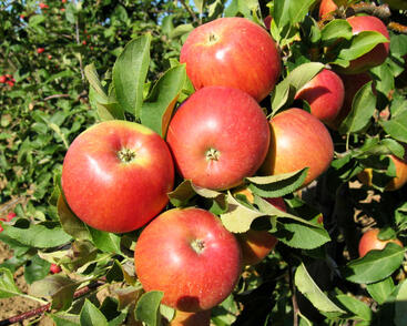 Jabloň zimní 'Šampion'