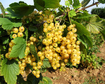 Rybíz bílý 'Blanka'