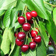 Třešeň velmi raná - srdcovka 'Rivan' - Prunus avium 'Rivan'