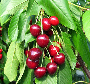 Třešeň velmi raná - srdcovka 'Rivan' - Prunus avium 'Rivan'