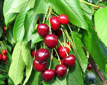 Třešeň velmi raná srdcovka 'Rivan'