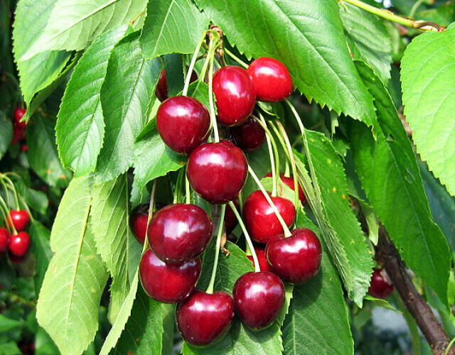 Třešeň velmi raná - srdcovka 'Rivan' - Prunus avium 'Rivan'