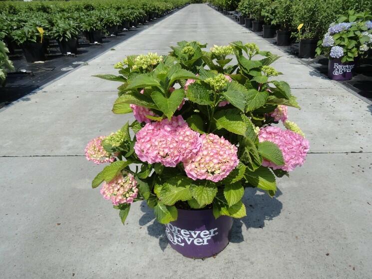 Hortenzie velkolistá 'Forever' - Hydrangea macrophylla 'Forever'