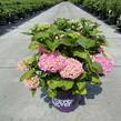 Hortenzie velkolistá 'Forever' - Hydrangea macrophylla 'Forever'