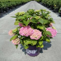 Hortenzie velkolistá 'Forever' - Hydrangea macrophylla 'Forever'