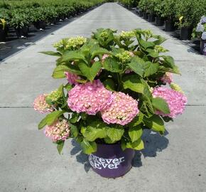 Hortenzie velkolistá 'Forever' - Hydrangea macrophylla 'Forever'