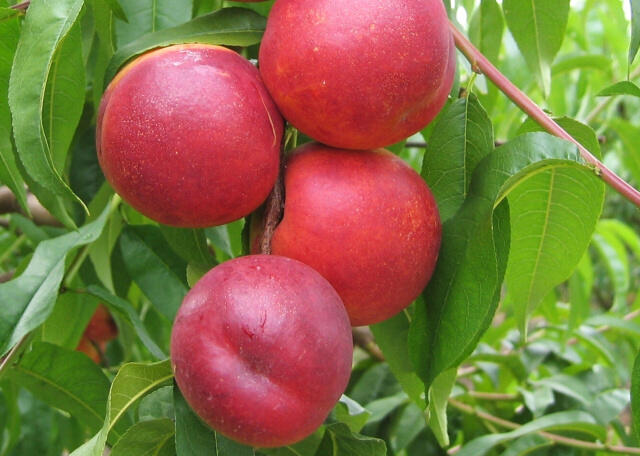 Nektarinka - velmi pozdní 'Venus' - Prunus persica 'Venus'