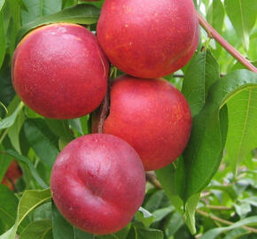 Nektarinka - velmi pozdní 'Venus' - Prunus persica 'Venus'