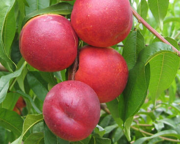 Nektarinka velmi pozdní 'Venus'