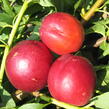 Nektarinka - pozdní 'Stark Redgold' - Prunus persica 'Stark Redgold'