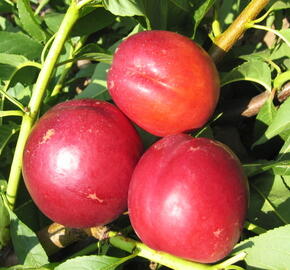 Nektarinka - pozdní 'Stark Redgold' - Prunus persica 'Stark Redgold'