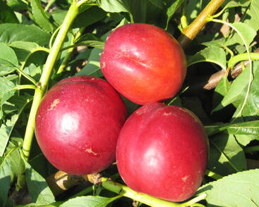 Nektarinka pozdní 'Stark Redgold'