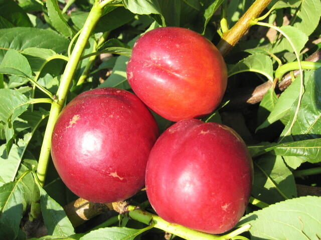 Nektarinka - pozdní 'Stark Redgold' - Prunus persica 'Stark Redgold'
