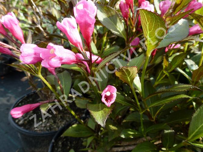 Vajgélie květnatá 'Victoria' - Weigela florida 'Victoria'