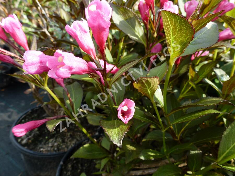 Vajgélie květnatá 'Victoria' - Weigela florida 'Victoria'