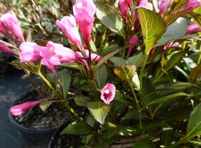 Vajgélie květnatá 'Victoria' - Weigela florida 'Victoria'