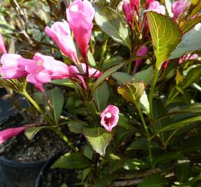 Vajgélie květnatá 'Victoria' - Weigela florida 'Victoria'