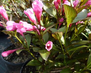 Vajgélie květnatá 'Victoria'