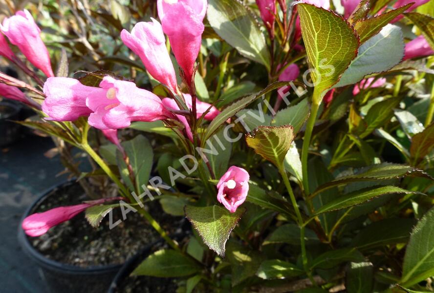 Vajgélie květnatá 'Victoria' - Weigela florida 'Victoria'