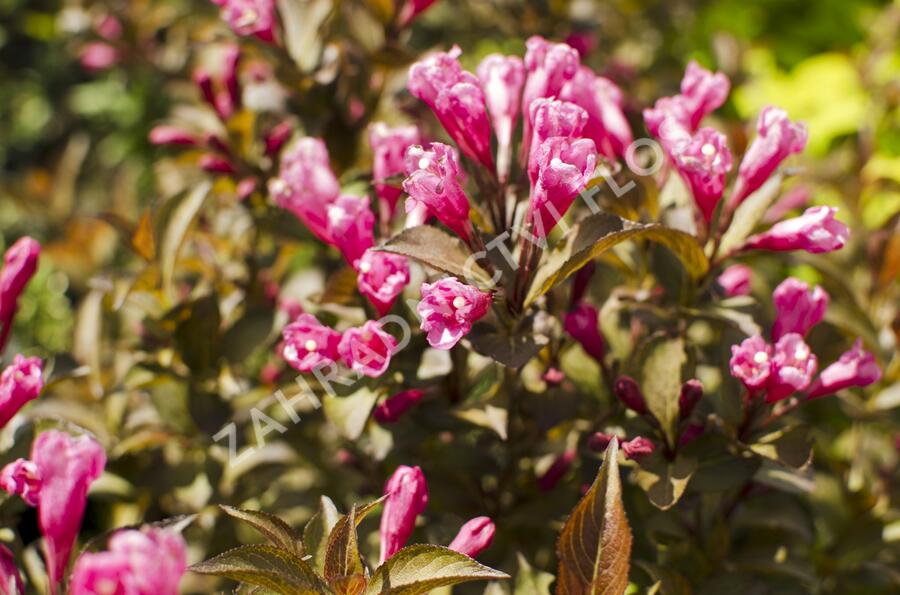 Vajgélie květnatá 'Victoria' - Weigela florida 'Victoria'