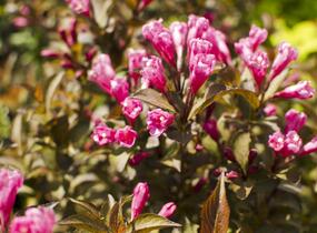 Vajgélie květnatá 'Victoria' - Weigela florida 'Victoria'
