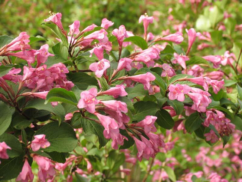 Vajgélie květnatá 'Venusta' - Weigela florida 'Venusta'