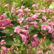 Vajgélie květnatá 'Venusta' - Weigela florida 'Venusta'