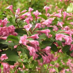 Vajgélie květnatá 'Venusta' - Weigela florida 'Venusta'