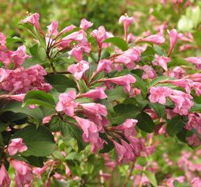 Vajgélie květnatá 'Venusta' - Weigela florida 'Venusta'