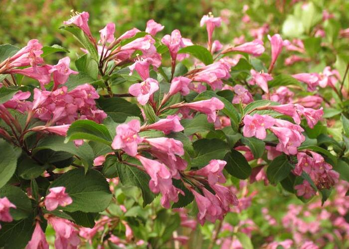 Vajgélie květnatá 'Venusta' - Weigela florida 'Venusta'