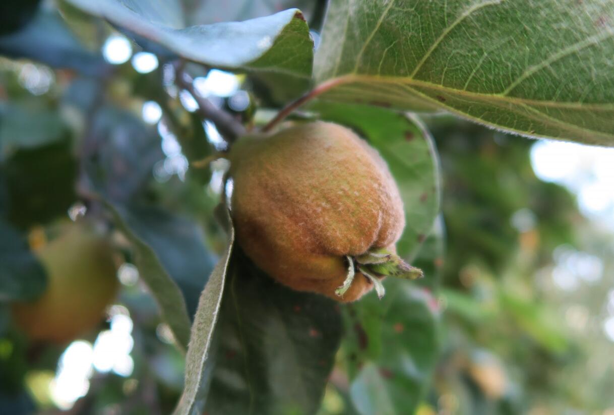 Kdouloň obecná - Cydonia oblonga