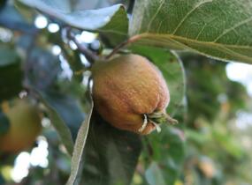 Kdouloň obecná - Cydonia oblonga