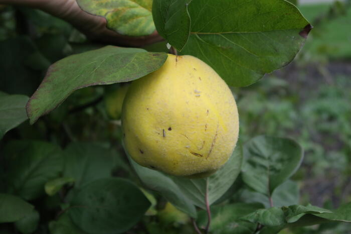 Kdouloň obecná - Cydonia oblonga