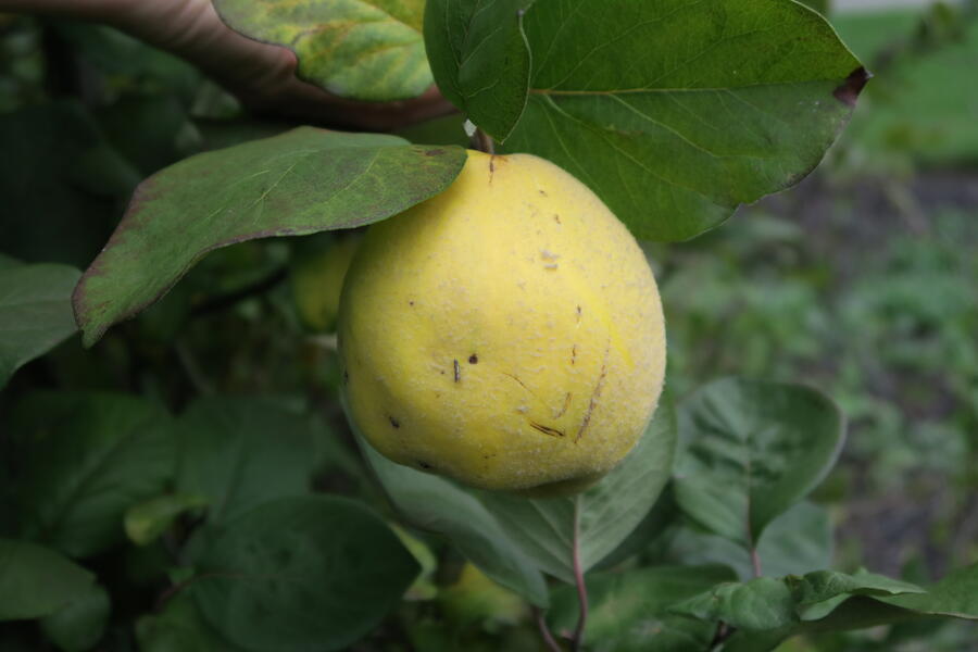 Kdouloň obecná - Cydonia oblonga
