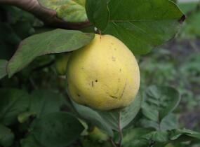 Kdouloň obecná - Cydonia oblonga