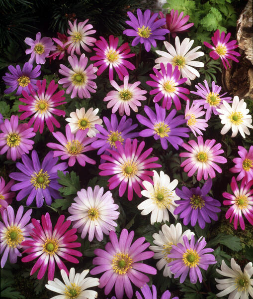 Sasanka vábná mix - Anemone blanda mix