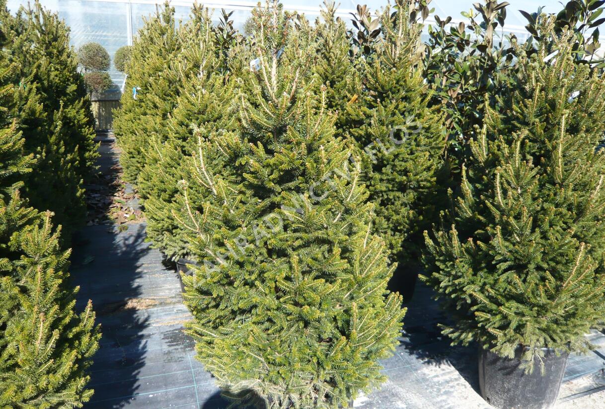 Smrk ztepilý 'Will's Zwerg' - Picea abies 'Will's Zwerg'
