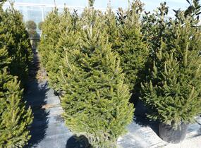 Smrk ztepilý 'Will's Zwerg' - Picea abies 'Will's Zwerg'
