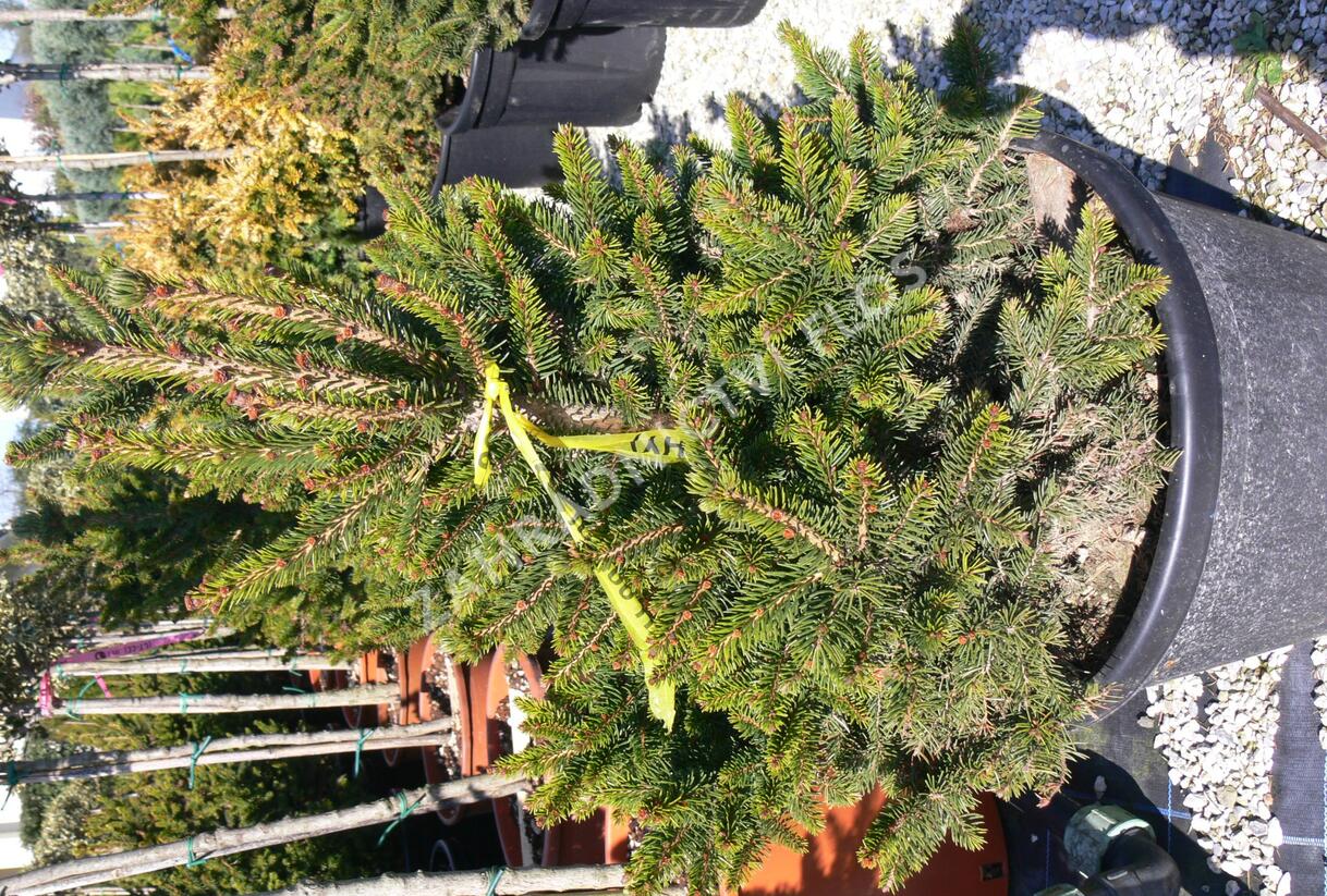 Smrk ztepilý 'Will's Zwerg' - Picea abies 'Will's Zwerg'