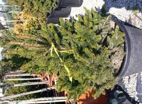 Smrk ztepilý 'Will's Zwerg' - Picea abies 'Will's Zwerg'